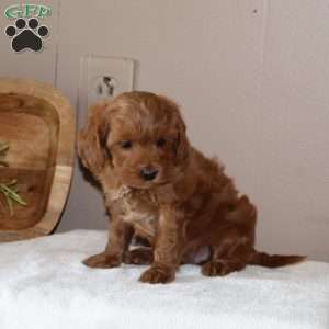 Pudding, Cavapoo Puppy